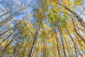 农历八月十八将至，你知道是什么日子吗？老祖宗的谚语怎么说图片