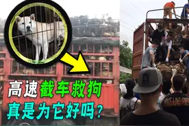“爱狗人士”屡次高速拦车救狗，累计上千条，最后狗狗去了哪？图片