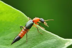 夏季毒虫图鉴，遇到它们要小心图片