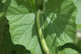 每日一诗《诗经·小雅·瓠叶》，言古人不以微薄废礼图片