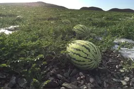 “戈壁西瓜”危害到底有多大？年盈利20亿，为何被我国局部禁种图片