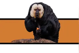 就想问，南京动物园究竟有多少不正经动物？图片