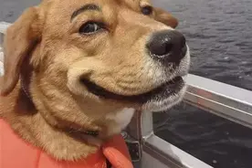 人与狗发生的感人故事图片