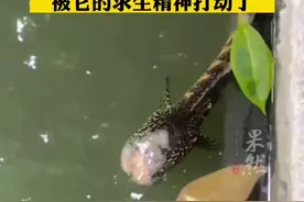 “无头鱼”池塘灵活游动存活7天，喂养者：在帮助治疗图片