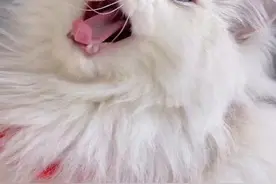 流浪猫到超市偷火腿肠，网友：这娴熟的动作我都看呆了图片