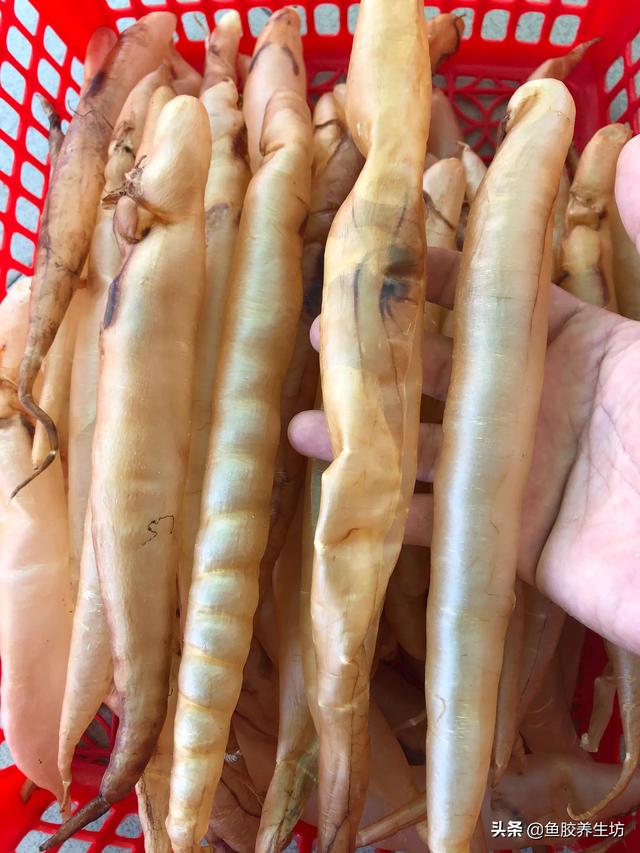 鳝鱼胶和鳗鱼胶是一样的吗 2026年鳝鱼胶和鳗鱼胶是一样的吗图片