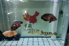 对不起，你的鱼缸物理过滤已失效，所以水质不会好的，原因在哪？图片