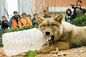 2008年，陕西一男子捡到小狗，养大后却被专家告知：你没资格养图片