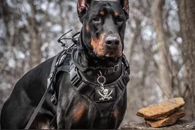 告诉你一个秘密：养狗，最好养杜宾犬图片