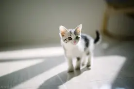 为什么功夫不好会被形容为“三脚猫”？图片