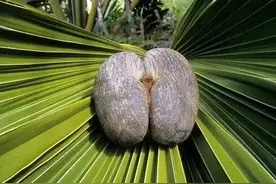 爱情之果-海椰子图片