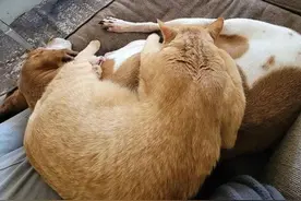 橘猫卡在树上凄惨求救，被救后竟赖着不走了，还自来熟的逛房子图片