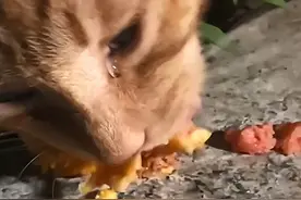 女子喂流浪猫吃东西，猫咪边吃边流着眼泪：应该是饿了很久了图片