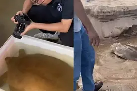 广东市民江边捡到38斤巨型甲鱼，准备拿去煲汤，查完资料吓一跳图片