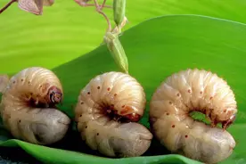 农村常见的白土蚕，以前农家人拿来喂鸡，如今人们把它当美食图片