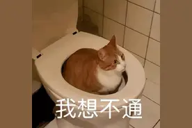 撸猫有“瘾”，奈何过敏！想养猫怕过敏有办法吗？图片