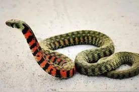 养殖1000条蛇能赚多少钱？图片