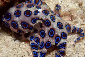 好惊险！网友吃火锅发现蓝环章鱼！这玩意儿咬一口无药可救......图片