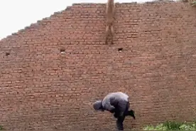 马犬的弹跳力有多恐怖？那不是跳太高，是飞太低图片