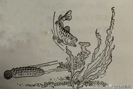 海洋中神奇的生物。海参逃避敌害时，抛掉内脏为什么不会死去？图片