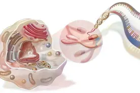 植物细胞的基本结构 （连载）图片