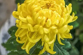 家里养菊花吉利吗 家里养菊花好吗图片