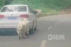 游客车辆遭白虎追咬留下牙印，园方回应：允许自驾，会全额赔偿车主图片