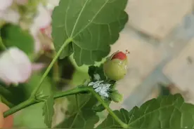 夏天蚧壳虫疯狂“上岗”，3招教你干翻它们！图片