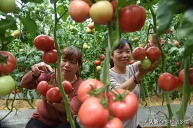 教你发酵全营养无臭有机肥，种啥都好使，再也不怕蔬菜长不好图片