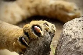 一掌击碎车窗，5只东北虎闯小镇，2023年老虎日：我国虎超7000只图片