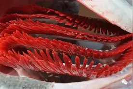 鱼鳃呼吸的原理：鱼类只能吸取水里氧气，并且多数只能用鳃来呼吸图片