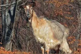 奇闻怪谈之与众不同的羊图片