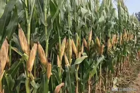 亩产吨粮的玉米品种，平均亩产都在1000公斤以上，都适合哪里种植图片