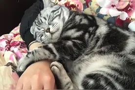 如何区分狸花猫和美短猫？过来人经验：看这几点就够了图片