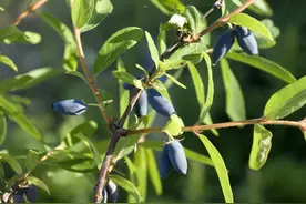 蓝靛果，朝鲜出口我国的唯二水果之一，南方人或没见过的北方水果图片