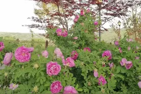 “一物降一物”:让白羊座爱恨交加的星座图片