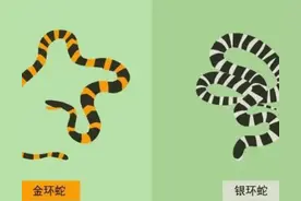 银环蛇的“孪生兄弟”，金环蛇是无毒蛇？与银环蛇有什么区别？图片