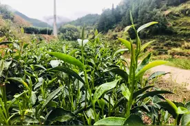 茶言 茶语适合发朋友圈的文案图片