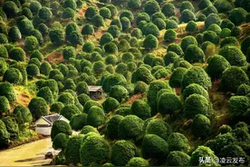 关注！广西产业以奖代补有调整 这些内容要知道→图片