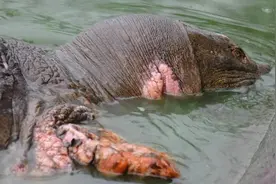 地球上最后一只雌斑鳖死了！4年前苏州人工授精，曾意外搞死一只图片