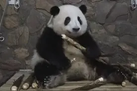 大熊猫“花花”因感冒暂停展出，7天前其妈妈“成功”死亡，熊猫基地：情况稳定，季节转换致免疫力下降图片