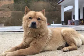 千金易得，好狗难寻！原来这种土狗不比洋狗差图片