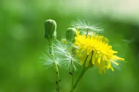 中药又立功？蒲公英可杀死98%癌细胞、消结节？研究结果公布图片