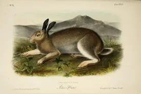 生肖物种小史：兔年话兔图片