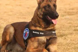 马犬——一只优秀但不敢养的犬图片