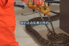 “110”紧急求救“119”，40斤蟒蛇爬进派出所，民警：有点大不敢抓图片