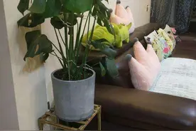 卧室养花别随便，分享10种“健康花”，养人又吉利，开花有贵气图片