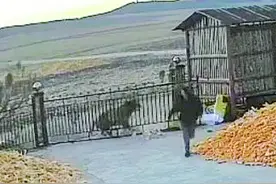 老虎进村咬伤村民，事发黑龙江，一老人左手被咬骨折图片