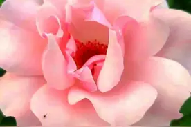 乡野的风（538）：夜深人静，男人忽然逼近她，伸出了双手图片