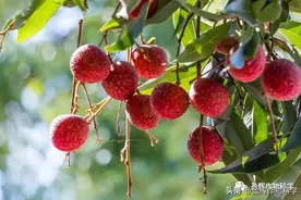 打荔枝蒂蛀虫，还得靠它图片